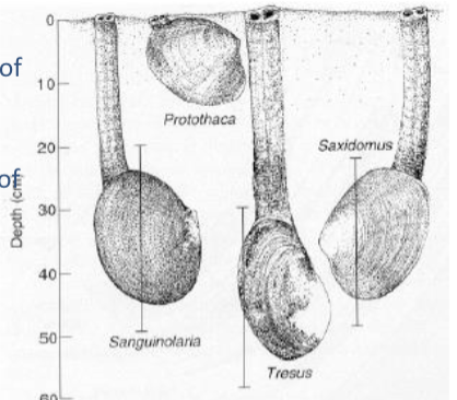 <p>Similar depths feeders have more competition</p><p>e.g. </p><p>Saxidomus and Tresus are more dominant filter feeders </p><p>The <span><span>growth of Sanguinolaria was reduced by 80% in their presence</span></span></p><p>but unaffected by Protothaca (it is also not affected by others)</p>