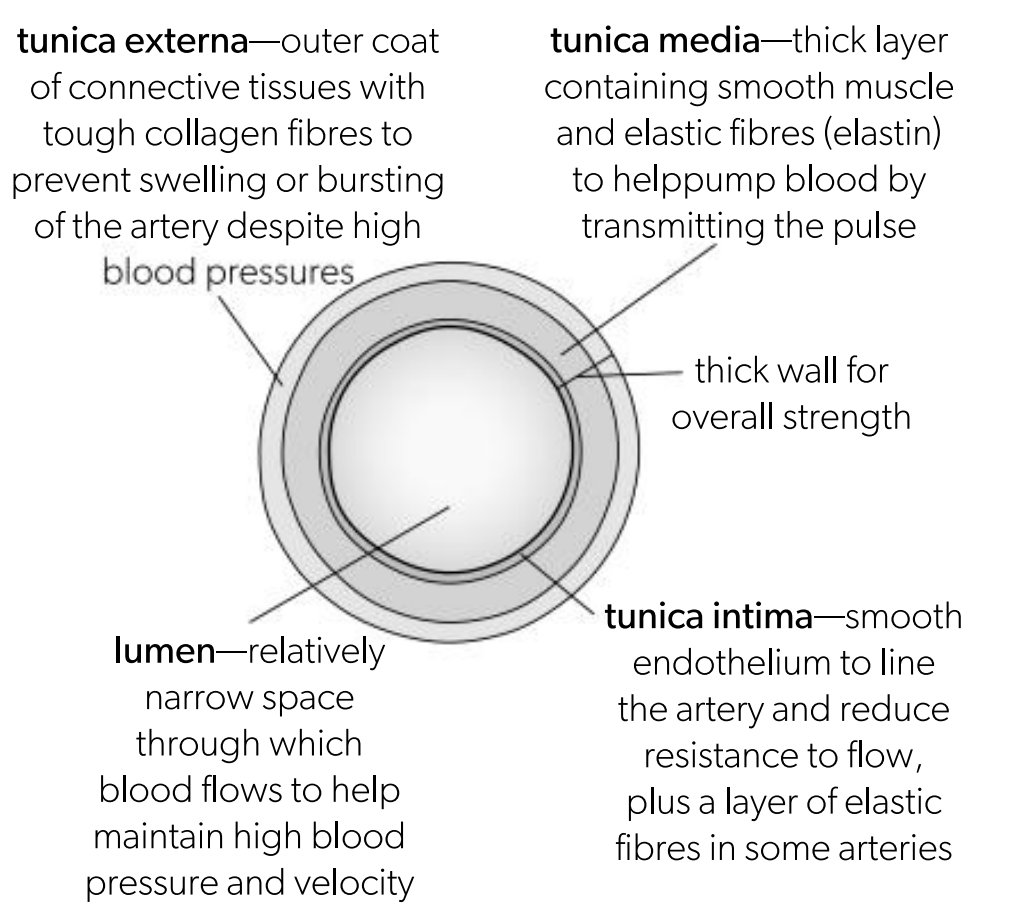 <p>Smooth endotheliu to line the artery and reduce the resistance to flow</p>