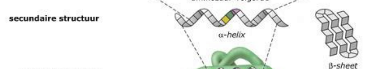 <ol><li><p>kan een spiraal hebben => α-helix </p></li><li><p>of kan ook een glooiend vlak zijn β-sheet → ontstaat omdat de polypeptideketen evenwijdige lussen vormen</p></li></ol><p>stabilserende krachten/bindingen = waterstofbruggen</p><p></p>