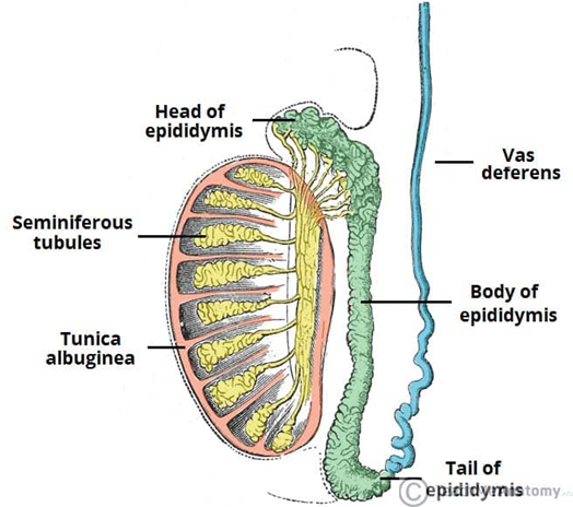 <p><span style="font-family: &quot;Courier New&quot;;">o</span><span style="font-family: &quot;Times New Roman&quot;; line-height: normal; font-size: 7pt;">&nbsp;&nbsp; </span><strong>Head</strong>: most proximal part, formed by the efferent tubules of the testes</p><p class="MsoNormal"><span style="font-family: &quot;Courier New&quot;;">o</span><span style="font-family: &quot;Times New Roman&quot;; line-height: normal; font-size: 7pt;">&nbsp;&nbsp; </span><strong>Body</strong></p><p class="MsoNormal"><span style="font-family: &quot;Courier New&quot;;">o</span><span style="font-family: &quot;Times New Roman&quot;; line-height: normal; font-size: 7pt;">&nbsp;&nbsp; </span><strong>Tail</strong>: most distal part that marks the origin of the vas deferens</p>