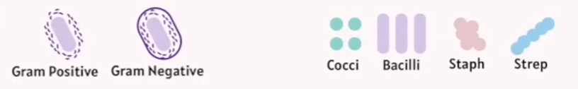 <p><strong>Gram Positive vs Gram Negative Bacteria</strong> What is Gram Staining? </p><ul><li><p><strong>Gram staining</strong> is a laboratory technique used to classify bacteria into two major groups based on their <strong>cell wall structure</strong>.</p></li><li><p>This classification helps identify the type of bacteria and guides treatment decisions.</p></li></ul><p> </p><div data-type="horizontalRule"><hr></div><p> 1. <strong>Gram Positive Bacteria</strong> </p><p>Produce </p><ul><li><p><strong>Cell Wall</strong>: Thick layer of <strong>peptidoglycan</strong> (a strong, mesh-like polymer).</p></li><li><p><strong>Appearance After Staining</strong>: They <strong>retain the crystal violet stain</strong> used in the Gram stain procedure, so they appear <strong>purple or blue</strong> under a microscope.</p></li><li><p><strong>Other Features</strong>:</p><ul><li><p>No outer membrane.</p></li><li><p>Generally more susceptible to antibiotics like penicillin.</p></li></ul></li><li><p><strong>Examples</strong>: Streptococcus, Staphylococcus.</p></li></ul><p></p><ul><li><p>Do <strong>not</strong> produce endotoxins (since they lack an outer membrane).</p></li><li><p><span style="color: red">Instead, many Gram-positive bacteria produce <strong>exotoxins</strong>.</span></p></li><li><p><strong>Exotoxins</strong> are <strong>proteins secreted</strong> actively by living bacteria.</p></li><li><p>These exotoxins are often highly potent and can cause specific diseases or symptoms (e.g., the toxins from <em>Clostridium botulinum</em> or <em>Staphylococcus aureus</em>).</p></li></ul><div data-type="horizontalRule"><hr></div><p> 2. <strong>Gram Negative Bacteria</strong> </p><p>Produce  </p><ul><li><p><strong>Cell Wall</strong>: Thin layer of peptidoglycan.</p></li><li><p><strong>Outer Membrane</strong>: Have an additional <strong>outer membrane</strong> containing lipopolysaccharides (LPS), which can act as toxins.</p></li><li><p><strong>Appearance After Staining</strong>: They <strong>do not retain the crystal violet stain</strong> but take up the counterstain (usually safranin), so they appear <strong>pink or red</strong>.</p></li><li><p><strong>Other Features</strong>:</p><ul><li><p>Outer membrane can protect against some antibiotics.</p></li><li><p>Often more resistant to antibiotics.</p></li></ul></li><li><p><strong>Examples</strong>: E. coli, Salmonella.</p></li></ul><p></p><p><span style="color: red">Produce <strong>endotoxins</strong>.</span></p><ul><li><p>Endotoxins are part of the <strong>outer membrane</strong> (specifically the lipopolysaccharide or LPS layer).</p></li><li><p>These toxins are released when the bacteria <strong>die and the cell wall breaks down</strong>.</p></li><li><p>Endotoxins can trigger strong immune responses, causing fever, inflammation, and even septic shock.</p></li></ul><p> </p><div data-type="horizontalRule"><hr></div><p> Why Does It Matter? </p><ul><li><p>Knowing whether a bacterium is Gram positive or negative helps doctors choose the right antibiotics.</p></li><li><p>The difference in cell wall structure affects how bacteria respond to drugs and how harmful they can be.</p></li></ul><p></p><p></p><p></p>