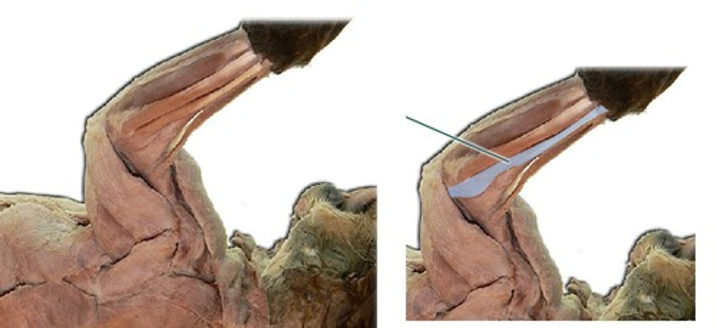 <p>origin: humerus</p><p>insertion: phalanges</p><p>action: extends fingers and wrist</p>