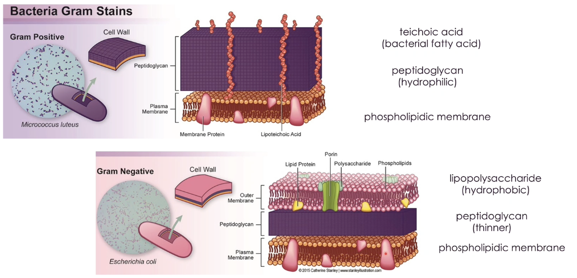 <p>due to the chemistry of the bacteria cell wall </p><ul><li><p>gram positive cell wall has a plasma membrane and thick peptidoglycan layer outside of its membrane </p></li><li><p>gram negative cell wall has a plasma membrane, a thin peptidoglycan layer outside of its membrane and an outer hydrophobic membrane </p></li></ul><p></p>