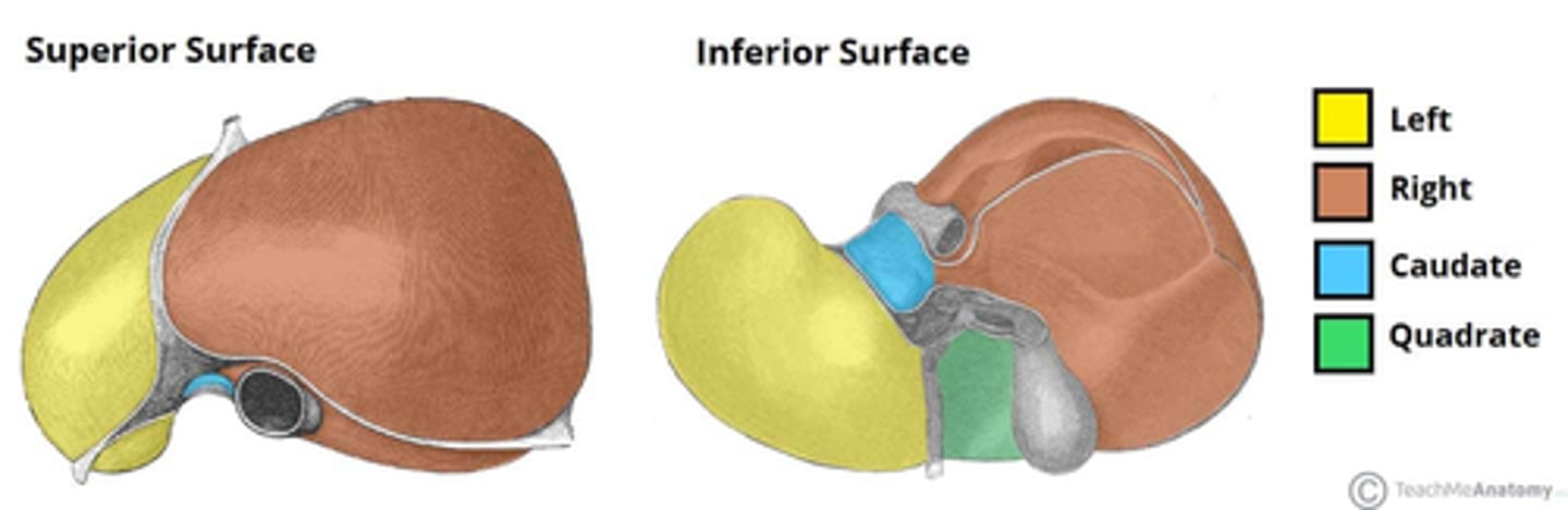 <p>The right hepatic duct collects bile from the right lobe of the liver and is one of the two main ducts that drain bile out of the liver.</p>