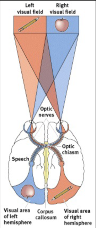 <ul><li><p>Left visual field to right hemisphere&nbsp;</p></li><li><p>Right visual field to left hemisphere&nbsp;</p></li></ul><p></p>
