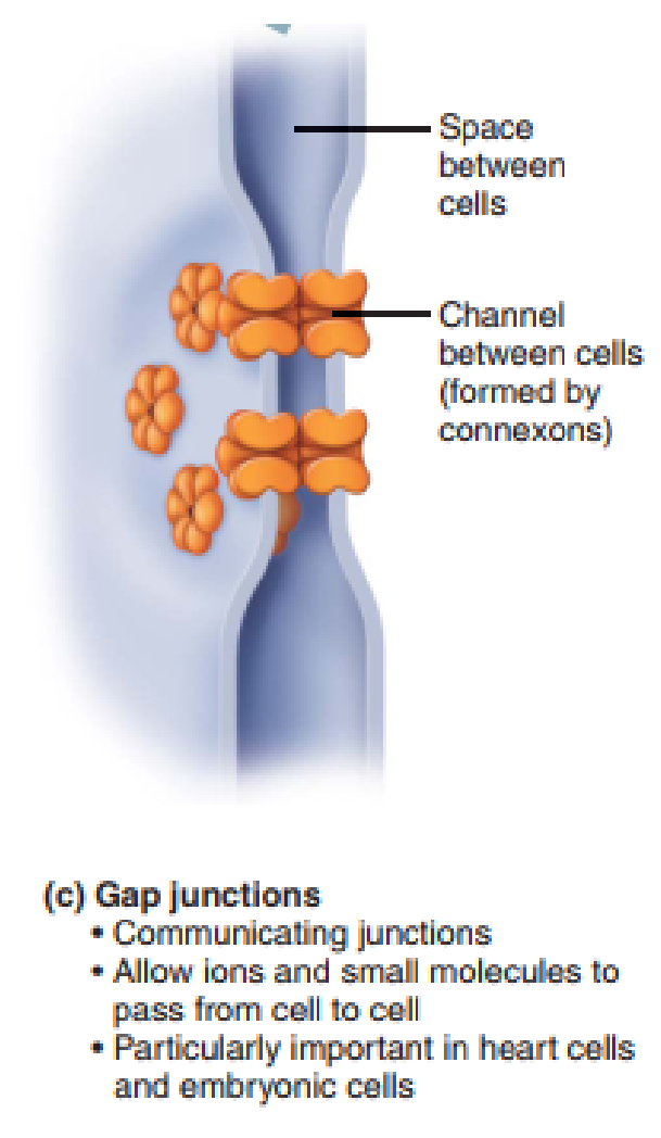 <ul><li><p>Cytoplasmic continuity between two neurons (like a bridge). It’s called a Gap Junction (connexons).</p></li><li><p>Fast messaging</p><ul><li><p>e.g., reflexes</p></li></ul></li></ul><p></p>