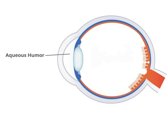 <p>a gel-like substance that fills the majority of the space inside the eye</p>