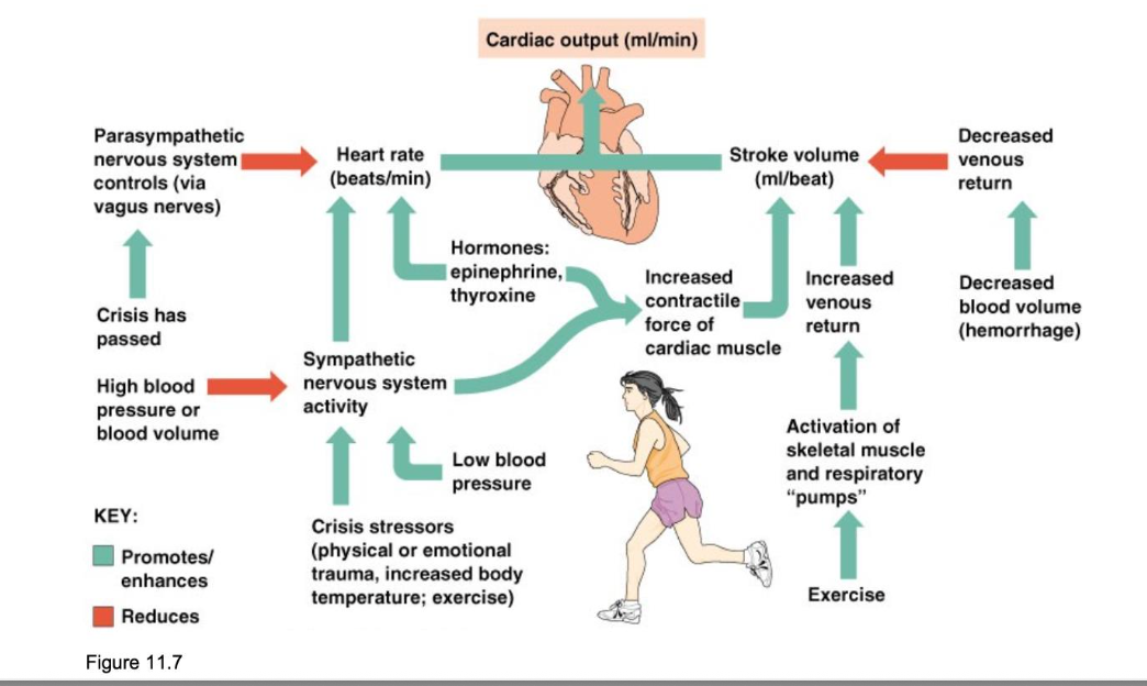 <p>body needs increase blood flow or there is increased vascular resistance</p><ul><li><p>intense exercise and pregnancy as well as conditions such as spesis( initial), severe anemia, hyperthyroidism&nbsp;</p></li></ul><p></p>