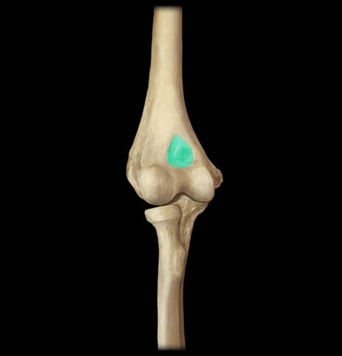 <p>anterior depression that receives the coronoid process of the ulna when forearm is flexed.</p>