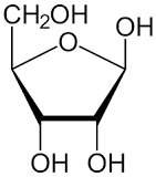 <p>Ribose (<em>found in RNA</em>)</p>