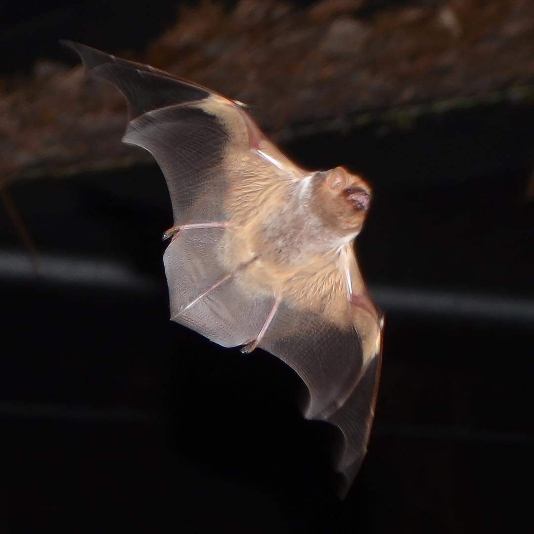 <p>Lasiurus seminolus </p>