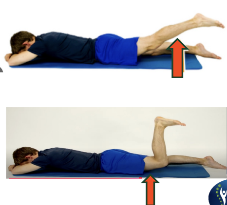 <p>A patient presents with reduced hip mobility, particularly during hip extension. The PT notes that the patient experiences greater hip extension when the knee is extended compared to when the knee is flexed. What is the MOST LIKELY cause of the reduced hip extension with knee flexion?</p><ol><li><p>Passive insufficiency of the hamstrings</p></li><li><p>Passive insufficiency of the gluteus maximus</p></li><li><p>Active insufficiency of the hamstrings</p></li><li><p>Active insufficiency of the rectus femoris</p></li></ol><p></p>
