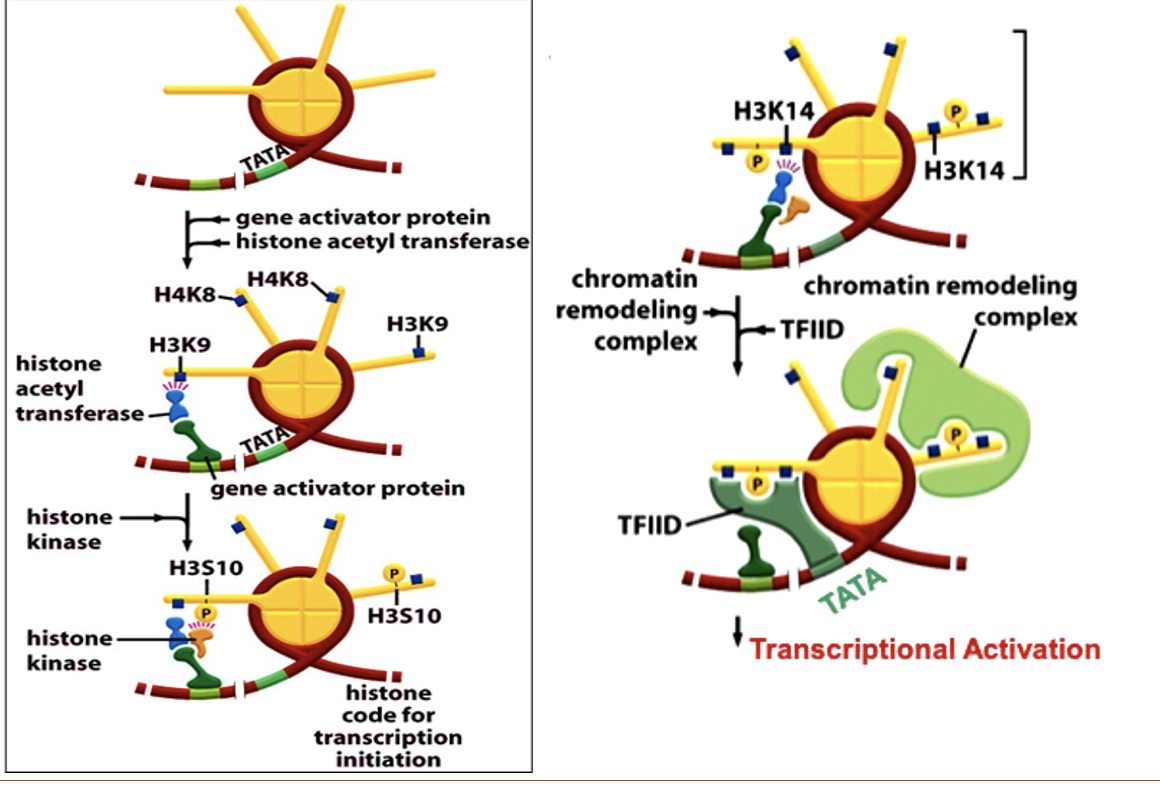 <ol><li><p>Activator binds to DNA-consensus site</p></li><li><p>Activator recruits HAT</p></li><li><p>HAT acetylates (H3K9) and (H4K8) symmetrically</p></li><li><p>Activator attracts histone kinase</p></li><li><p>Histone kinase phosphorylates serine at position H3S10. </p></li><li><p>Phospho-H3S10 orients HAT to cause H3K14 acetylation</p></li><li><p>SWI/SNF bind acetyl-histone via bromodomain, remodel nucleosome and recruit TBP-TFIID complex</p></li><li><p>TBP-TFIID nucleates PIC at the TATA box</p></li><li><p>RNA Pol is recruited and interferon gene is expressed.</p></li></ol><p></p>