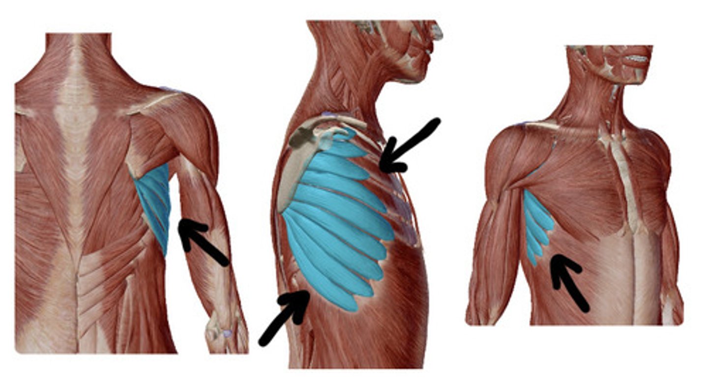 knowt flashcard image