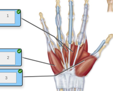 <p>name muscles 1-3</p>