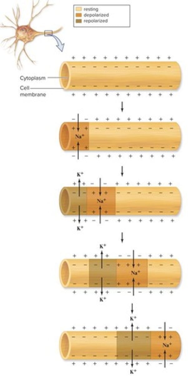 <p>Positive charges depolarize adjacent regions, triggering new action potentials.</p>