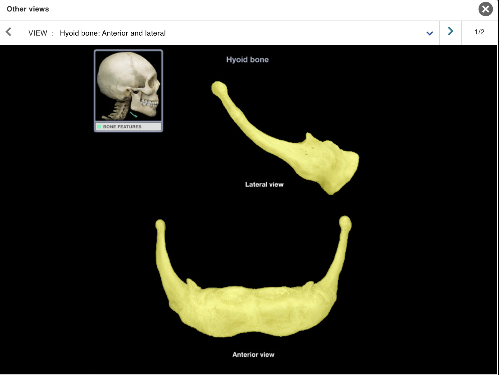 <p>Location:</p><ul><li><p>﻿﻿Anterior neck</p></li><li><p>﻿﻿Between thyroid cartilage and mandible</p></li></ul><p class="p1">Description:</p><ul><li><p>﻿﻿U-shaped bone</p></li><li><p>﻿﻿Paired projections (greater and lesser horns) on each side</p></li></ul><p>Comment:</p><ul><li><p>﻿﻿Attached structures include stylohyoid ligament, suprahyoid and infrahyoid muscles, and extrinsic tongue muscles</p></li><li><p>﻿﻿Does not articulate with any other bone</p></li></ul><p></p>