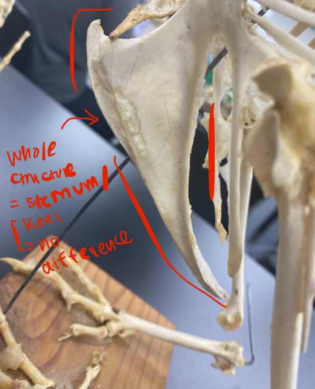 <p>sternum/keel</p>