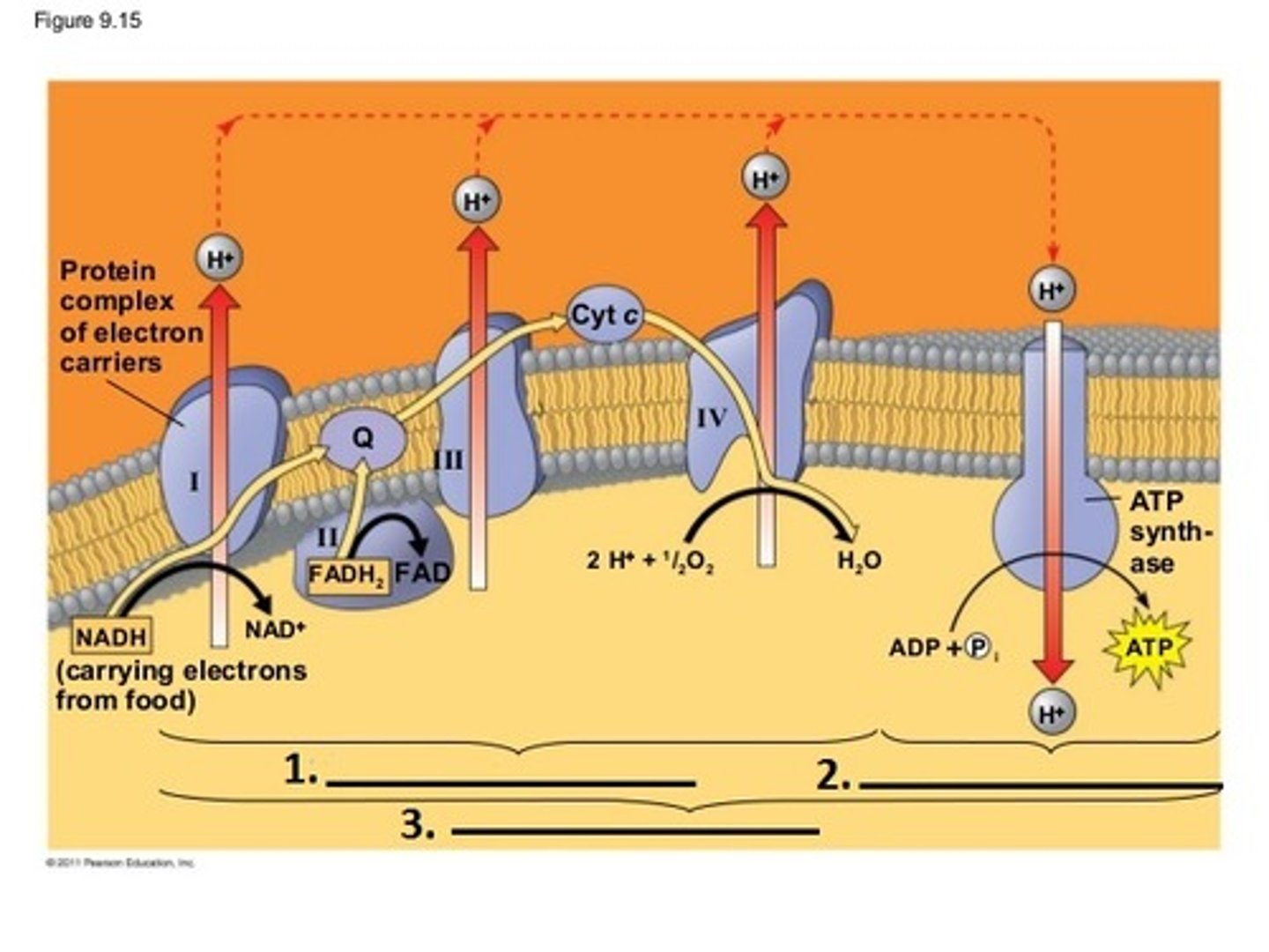 <p>The production of ATP using energy derived from the reduction reactions of an electron transport chain; the third major stage of cellular respiration.<br><br>Proteins use the energy from the ETC to pump H+ ions creating a proton gradient. These protons (H+ ions) then diffuse from the concentrated area through ATP Synthase to the less concentrated area. This ion movement powers ATP synthase to form ATP using ADP and P.</p>