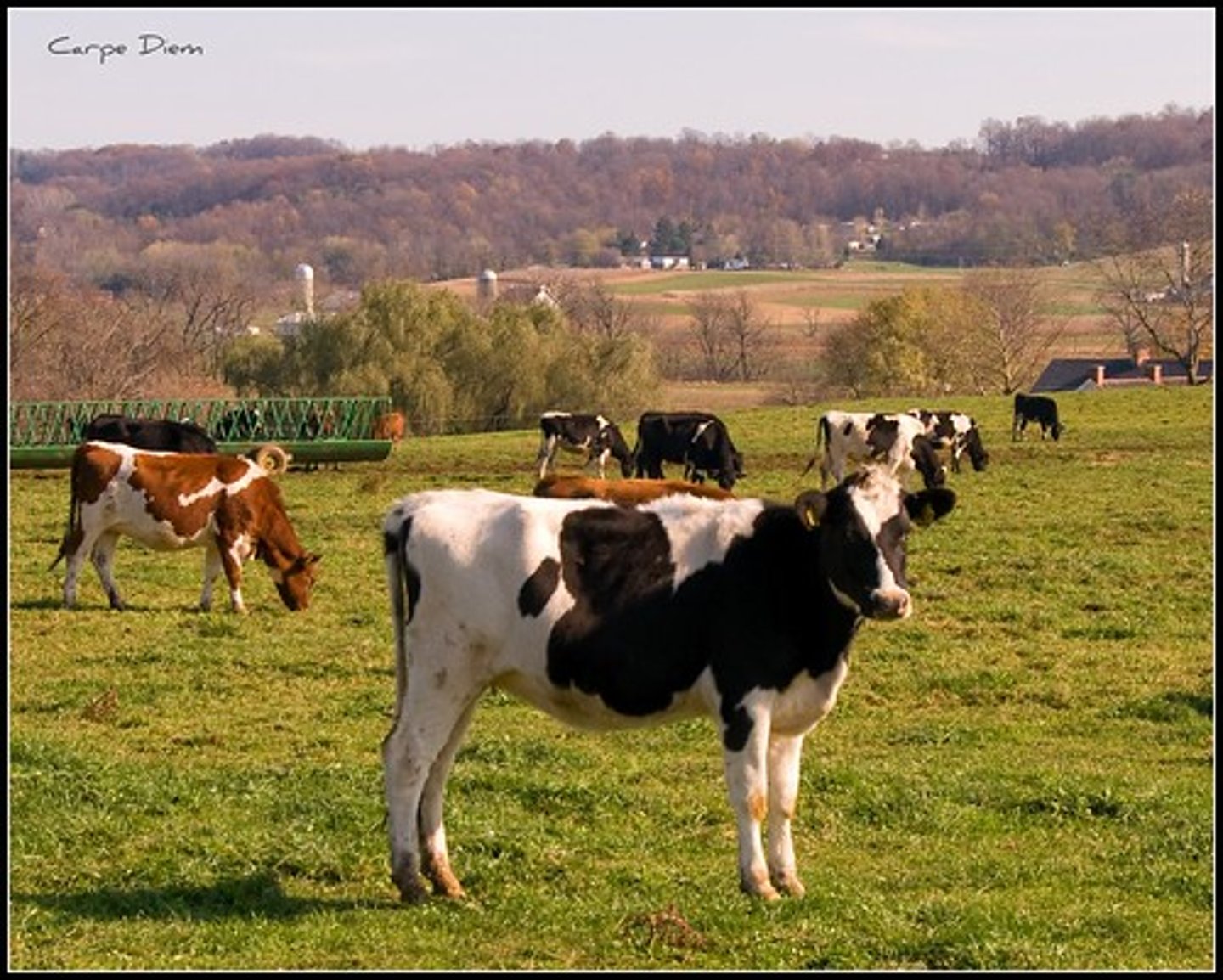 <p>animal that gives us milk and cheese</p>