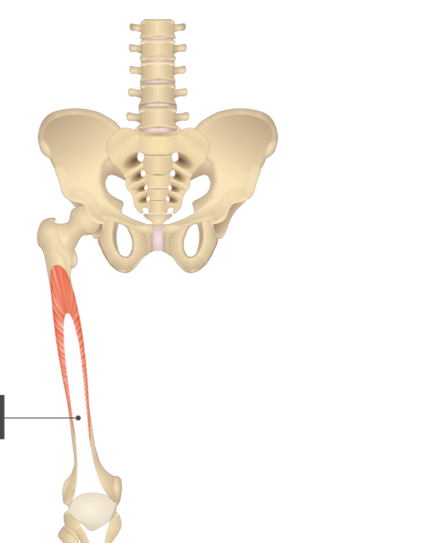 <p></p><p>origin: linea aspera</p><p>insertion: tibial tuberosity</p>