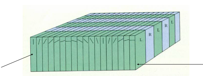 <p>Ocular Dominance columns and Orientation Selective columns</p>