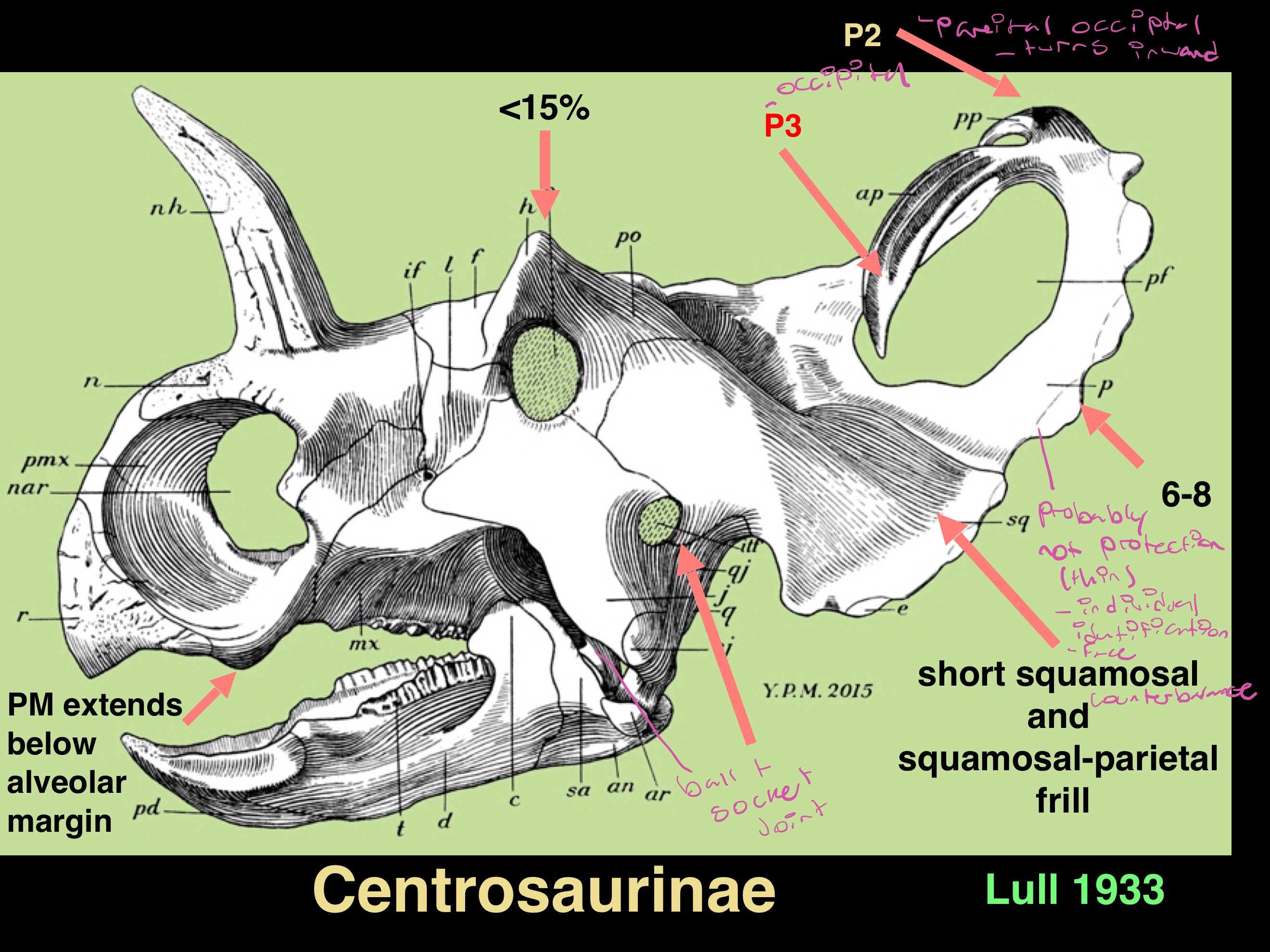 <ul><li><p>PM extends below alveolar margin</p></li><li><p>postorbital horns less than 15% length of skull</p></li><li><p>jugal intratemporal flange</p></li><li><p>short squamosal and squamosal-parietal frill</p></li><li><p>6-8 parietal epoccipitals on each side</p></li><li><p>parietal epoccipital 2 medially directed</p></li><li><p>parietal epoccipital 3 can become a large horn</p></li><li><p>Frills too thin for self defence</p></li></ul><p></p>
