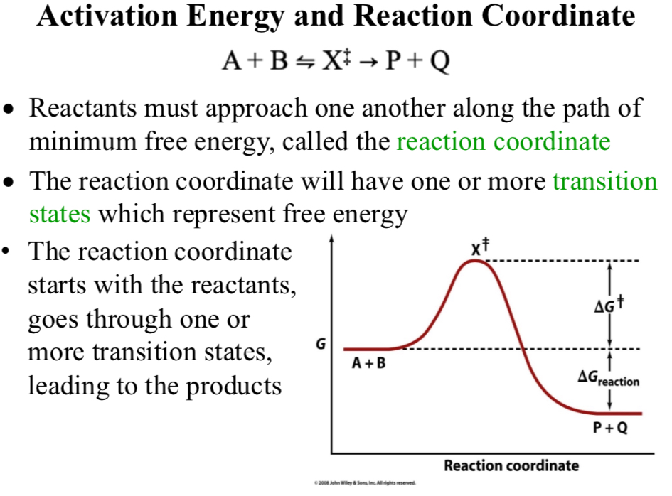 <p>Activation Energy and Reaction Coordinate</p>