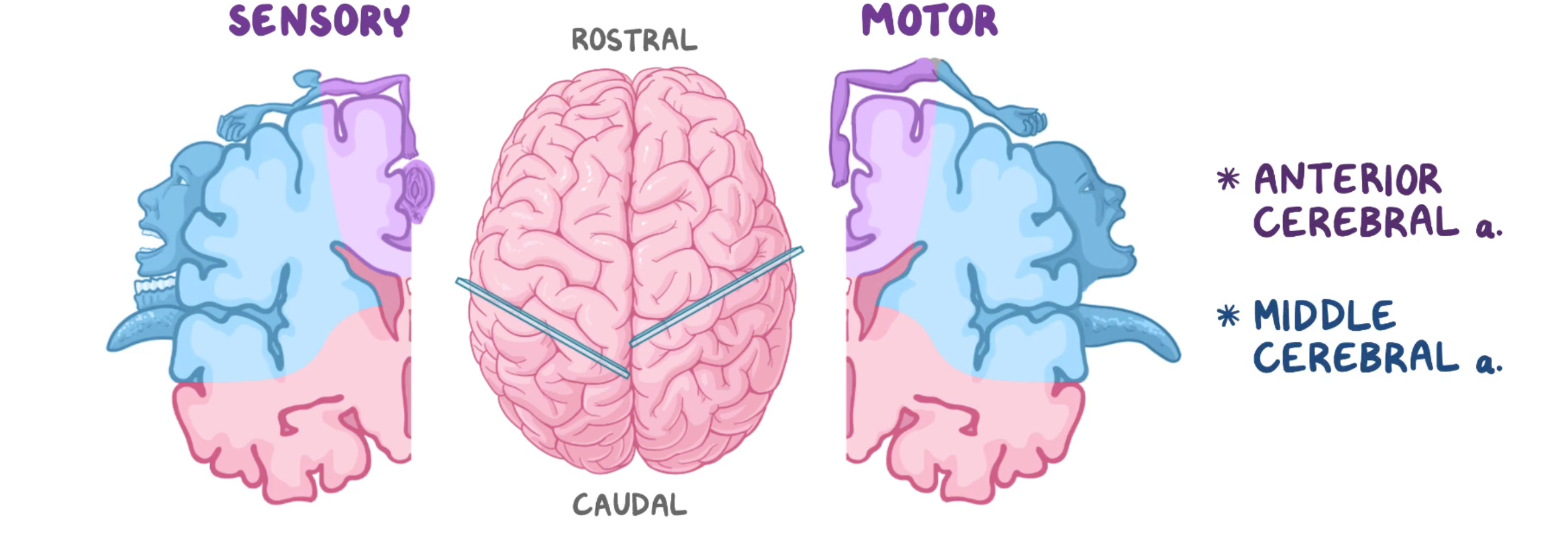 <p>Cortical homunculus </p>