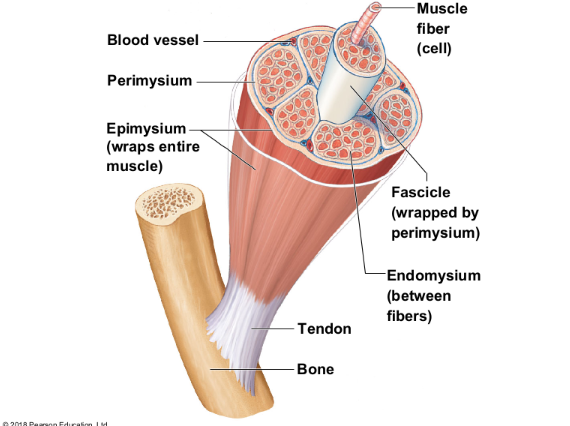 <p>study the muscle types</p>