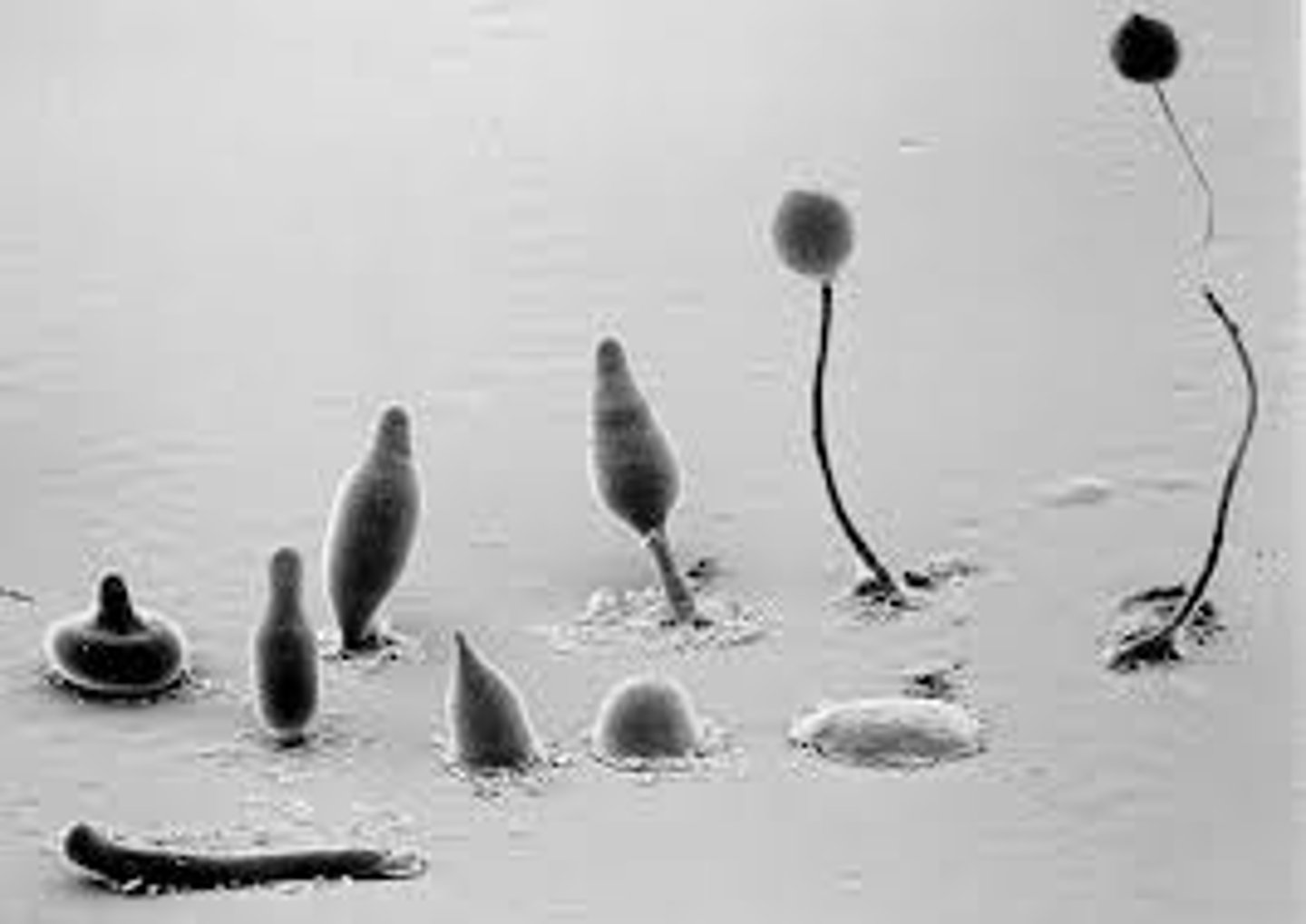 <p>exists in two forms:</p><p>myxamoebas (favorable) and pseudoplasmodium (unfavorable)</p>