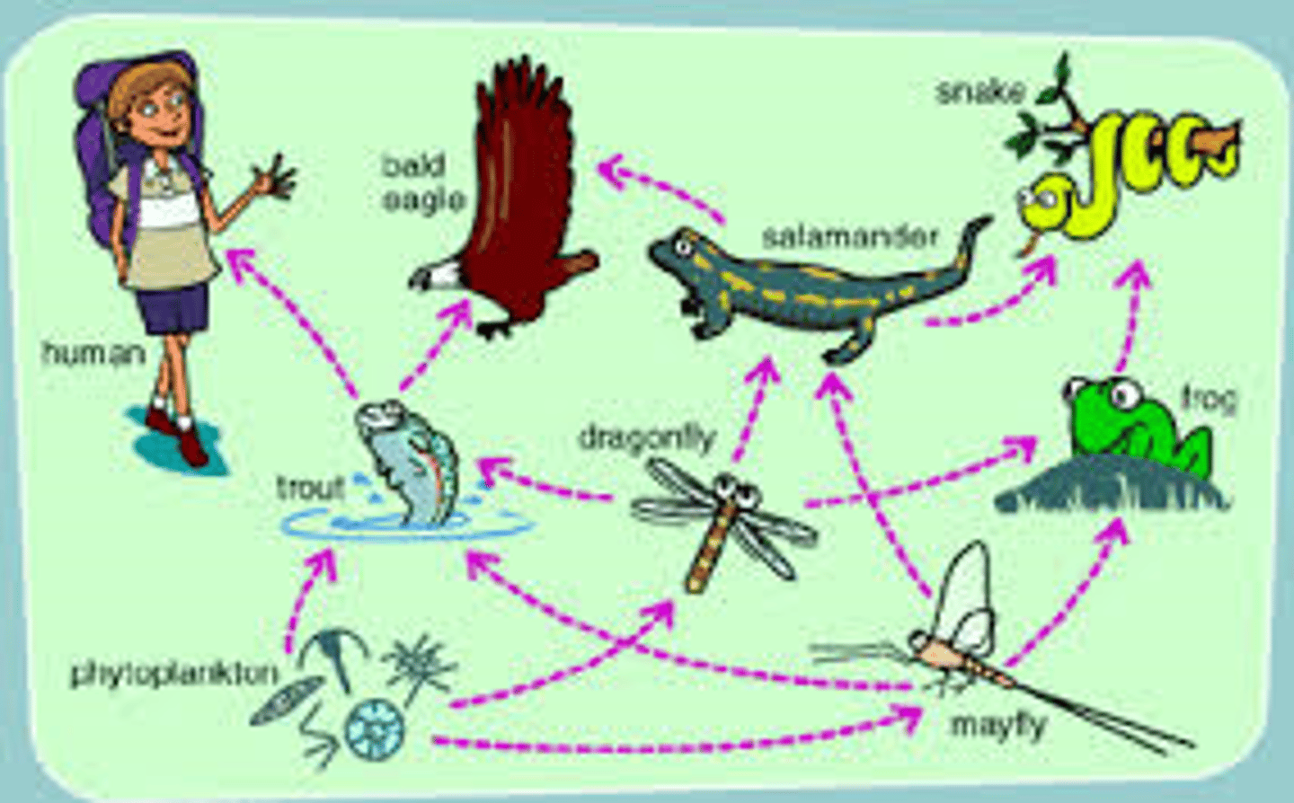 <p>food chain</p>