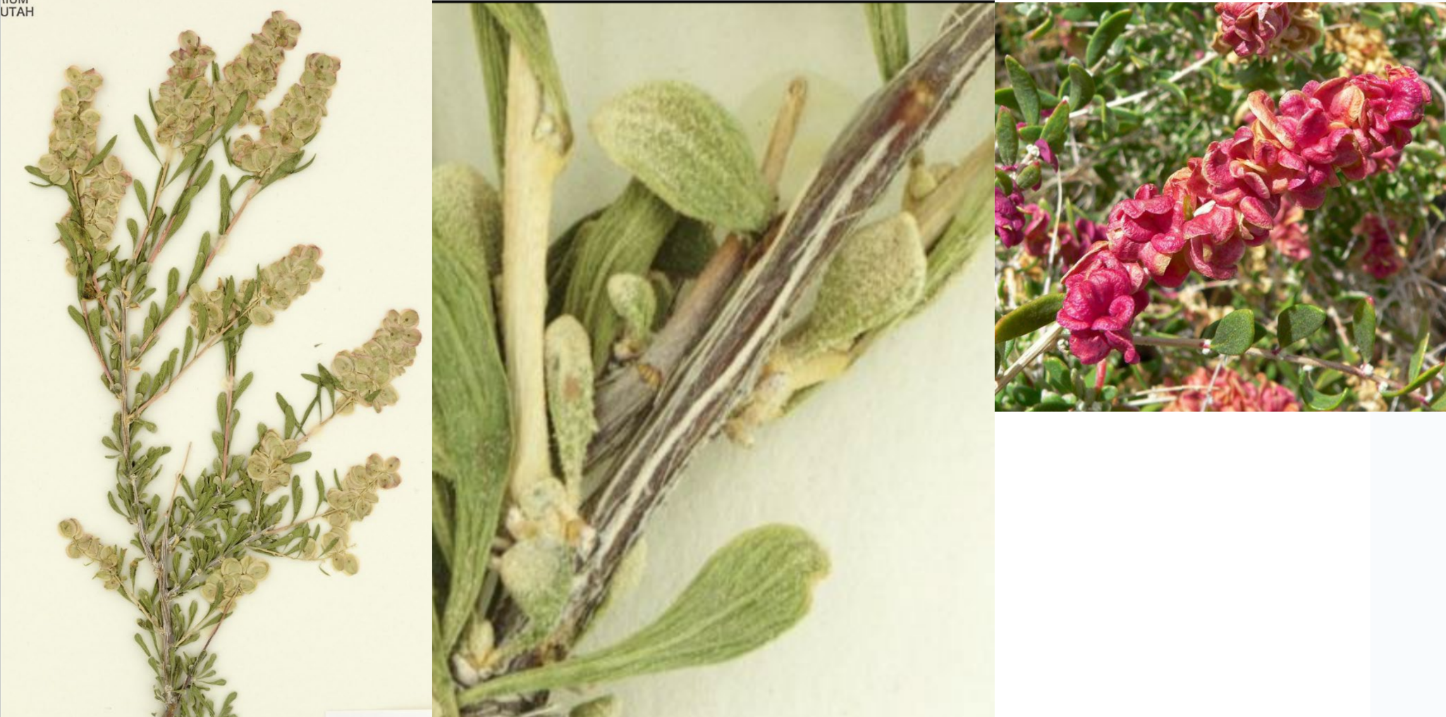 <p>Red &amp; white striped bark. Spiny twig</p><p>Small, spatulate leaves</p><p>Pink flowers</p>