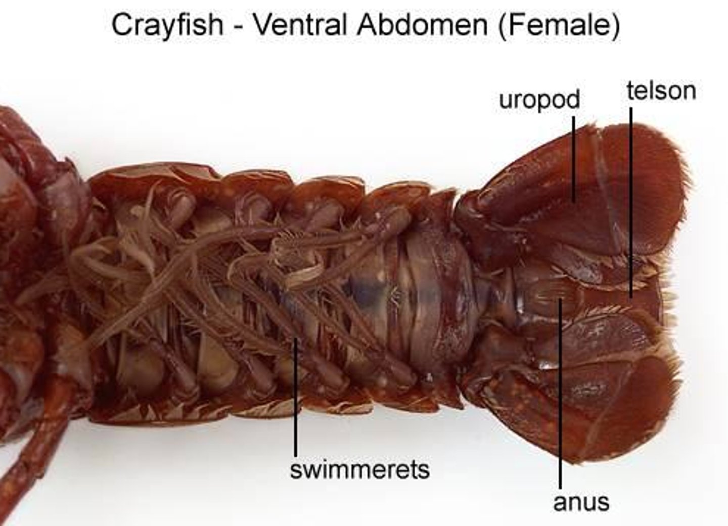 <p>One of the small flipper-like appendages extending from the abdomen on some crustaceans that is used for swimming and reproduction.</p>
