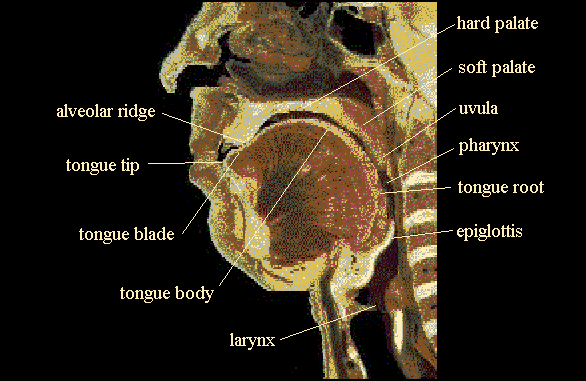 <p>tip, blade, dorsum, root</p>