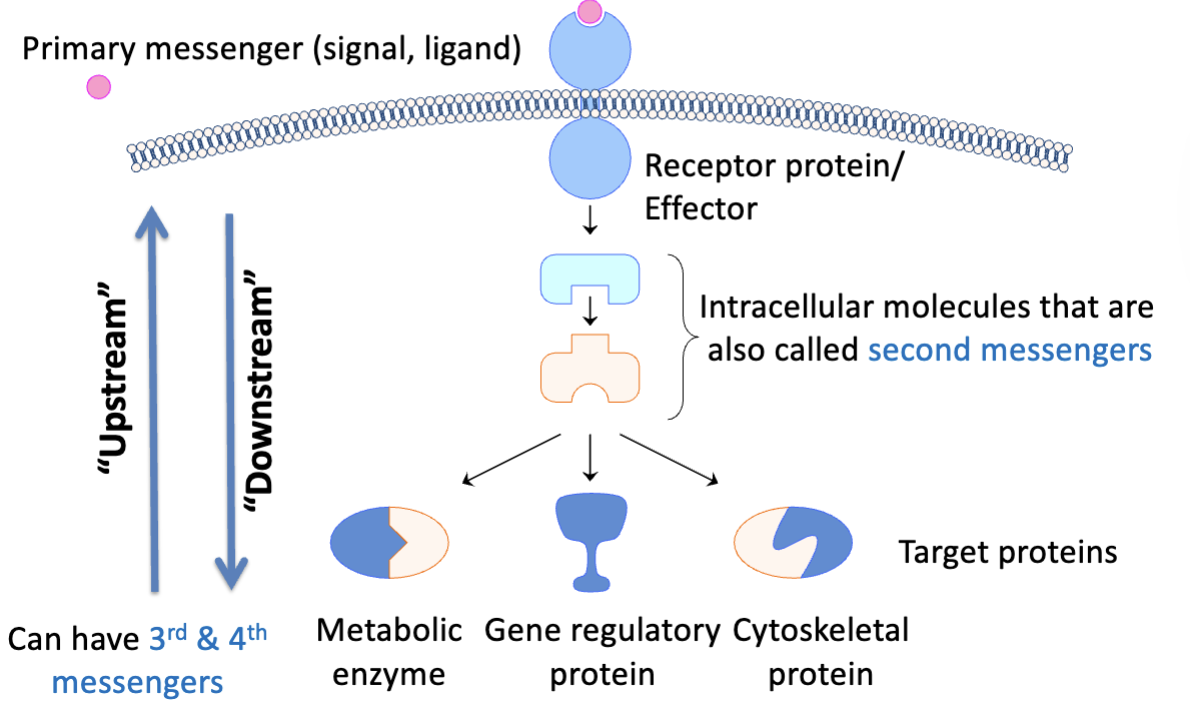 <p>process by which a cell converts information (signal) from one form to another</p>