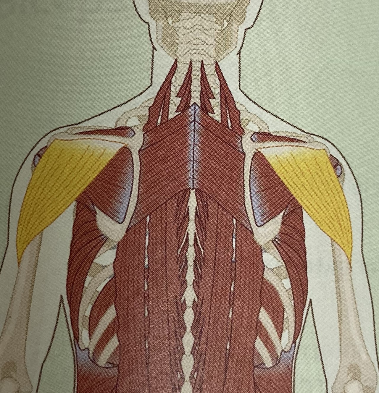 <ul><li><p>category: shoulder musculature</p></li><li><p>origin: scapula</p></li><li><p>insertion: humerus</p></li><li><p>isolated function: concentric shoulder extension and external rotation</p></li><li><p>integrated function: eccentric shoulder flexion and internal rotation</p></li><li><p>stabilizes the shoulder girdle</p></li></ul><p></p>