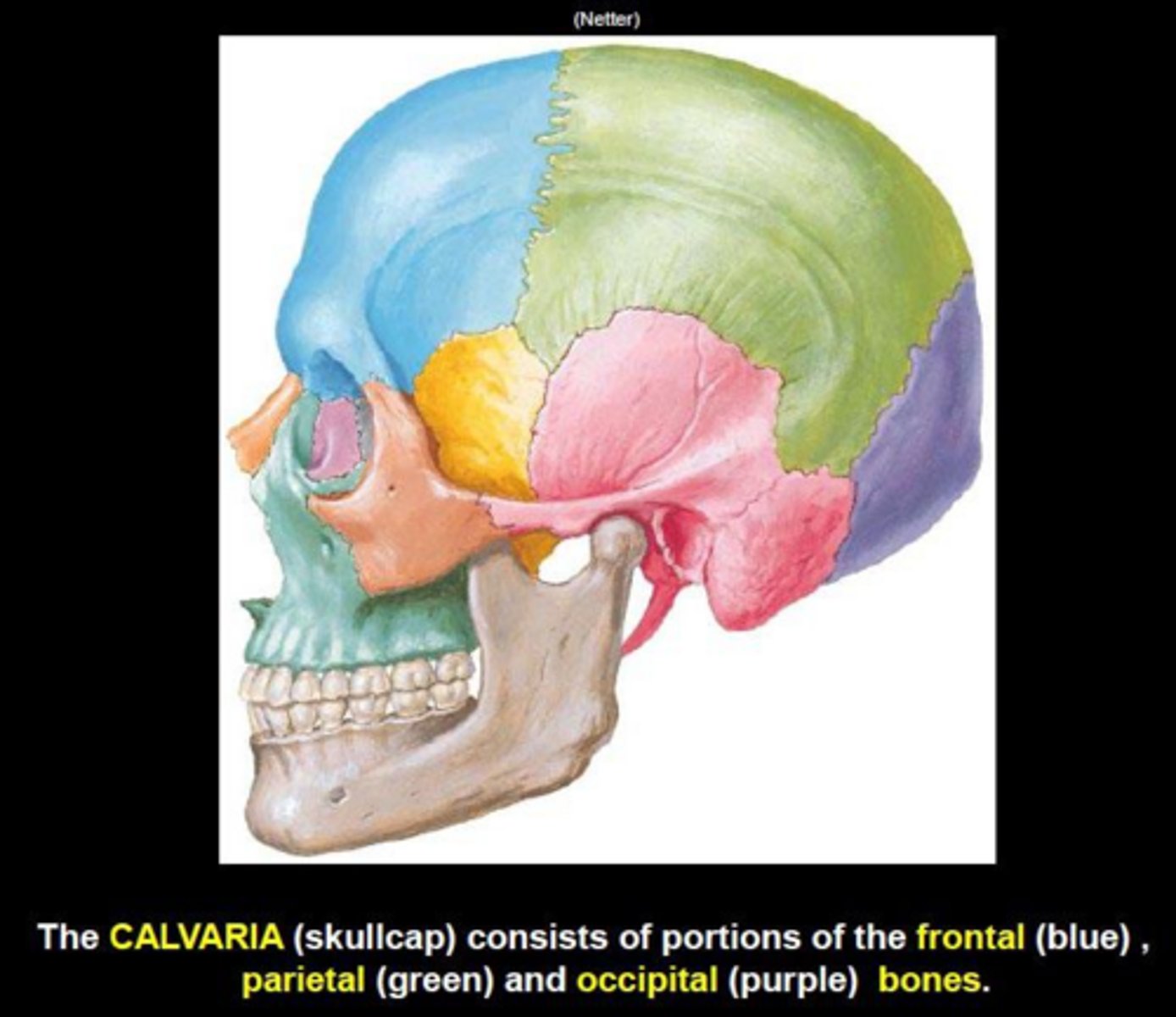 <p>There are 8 cranial bones: frontal, parietal (2), temporal (2), occipital, sphenoid, and ethmoid.</p>