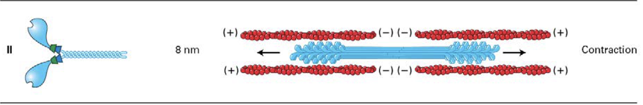 <p><span><span>two head domains and two light chains per neck </span></span></p><p><span><span>only class that assemble into bipolarfilaments</span></span></p>