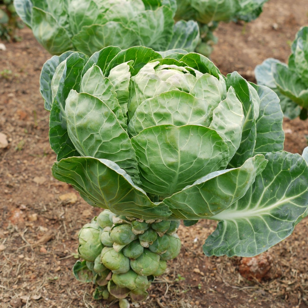 <p>Brussel Sprouts</p>