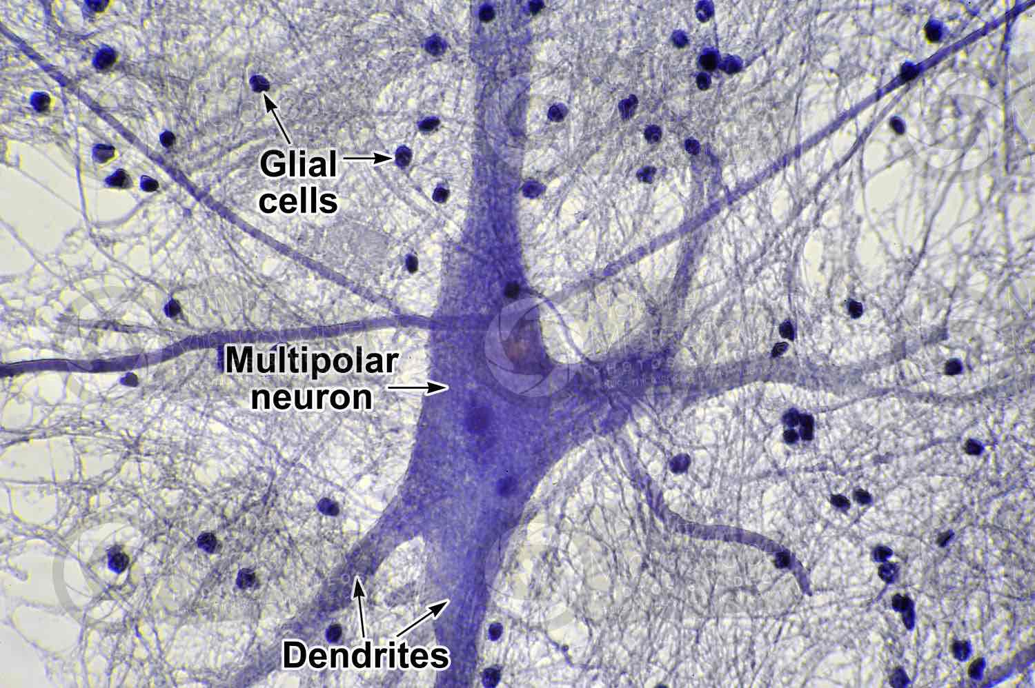 <p>Supportive cells in the nervous system that provide insulation, nutrients, and support to neurons.</p>