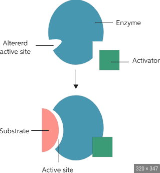 binds to allosteric site to make the active site the appropriate shape to bind with substrate