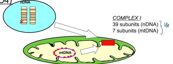 <p>mutations in genes that encode for complex i subunits&nbsp;</p><ul><li><p>complex i: 39 subunits (mDNA), 7 subunits (mtDNA)&nbsp;</p></li></ul><p>nuclear dna mutations leigh’s syndrome (autosomal recessive inheritance) + mt dna mutation leigh’s syndrome (maternal inheritance) → progressive degeneration of the CNS&nbsp;</p><p></p>