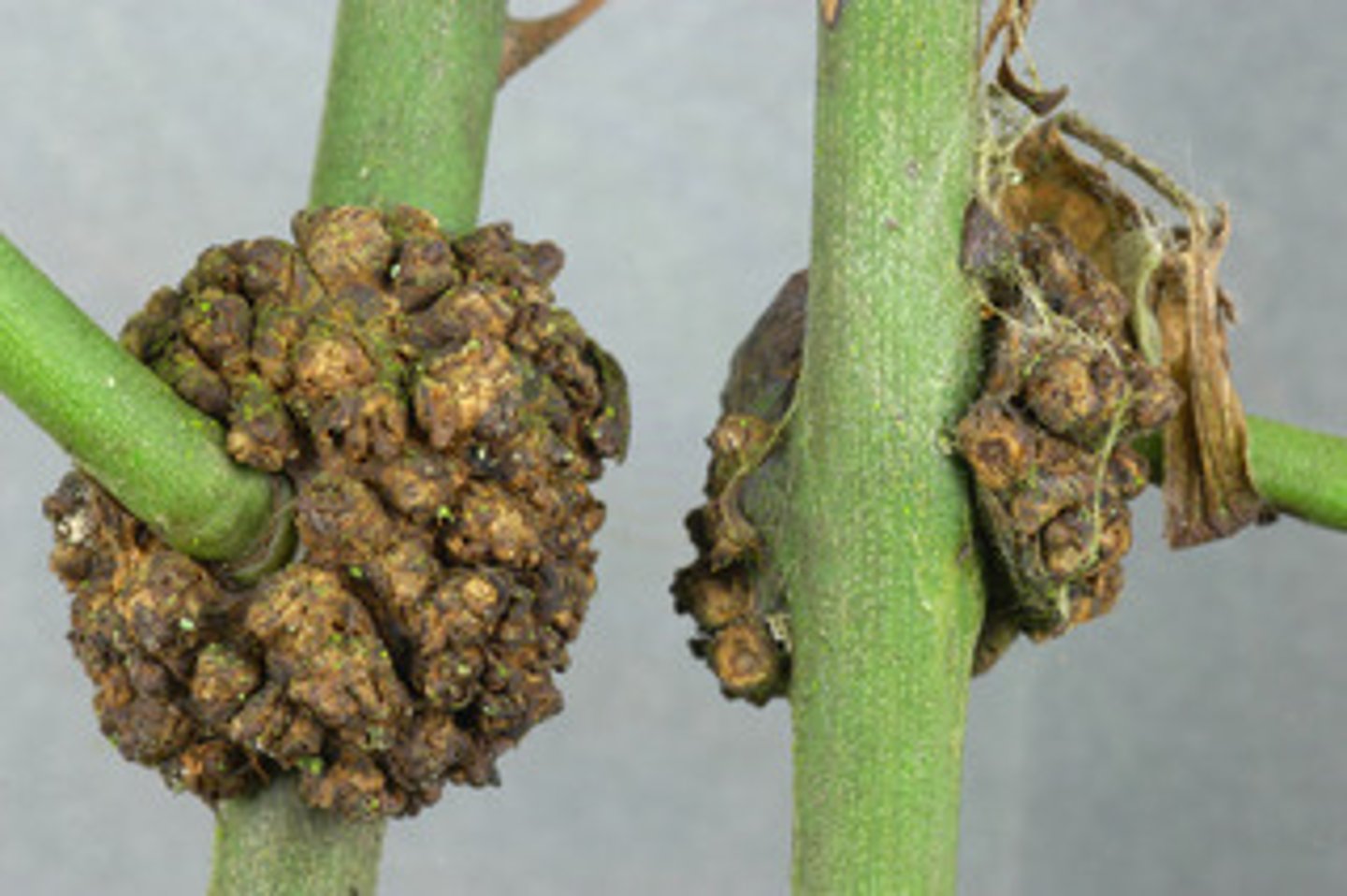 <p>Swollen growths by insects</p>