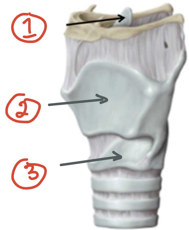 Cartilage of larynx (3) + function