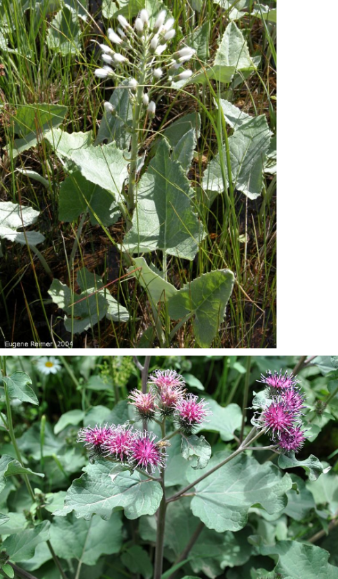 <p>Native, this is arrow-leaved coltsfoot! It’s invasive look-alike is great burdock.</p><p>Top photo: arrow-leaved coltsfoot (native):</p><ul><li><p>Leaves: Arrow-shaped</p></li><li><p>Flowers: Small, white</p></li></ul><p>Bottom photo: great burdock (invasive):</p><ul><li><p>Leaves: Heart-shaped and wavy</p></li><li><p>Flowers: Purple-pink with burrs</p></li></ul><p></p>