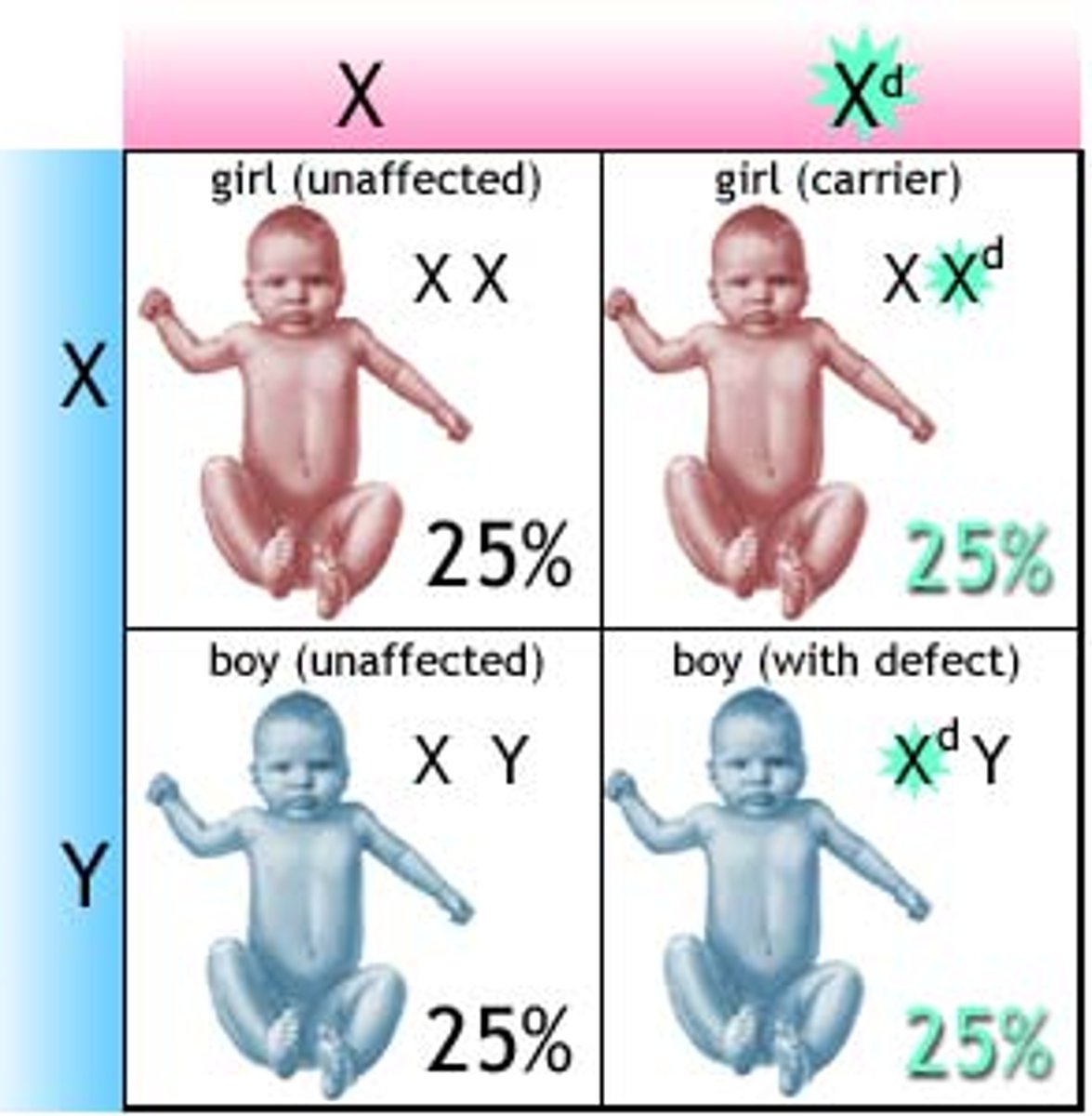 <p>gene located on the X chromosome</p>