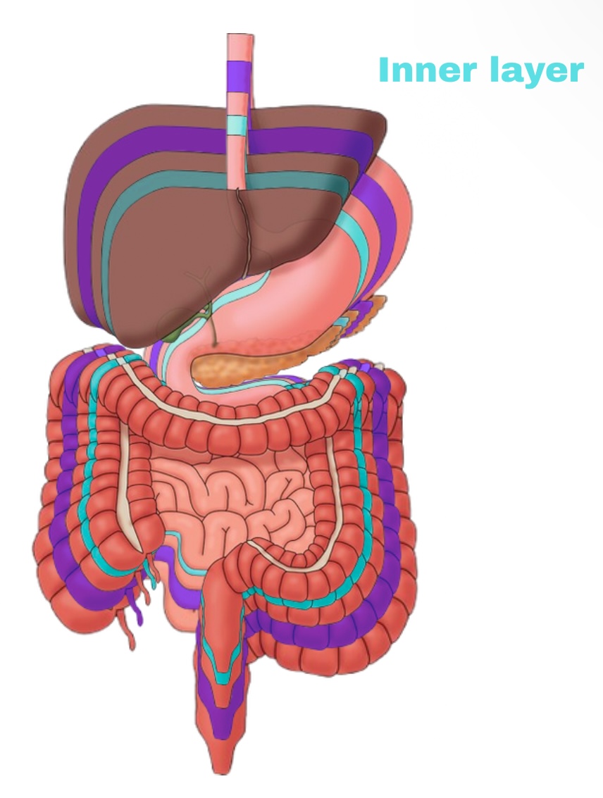 <p>Visceral Peritoneum</p>