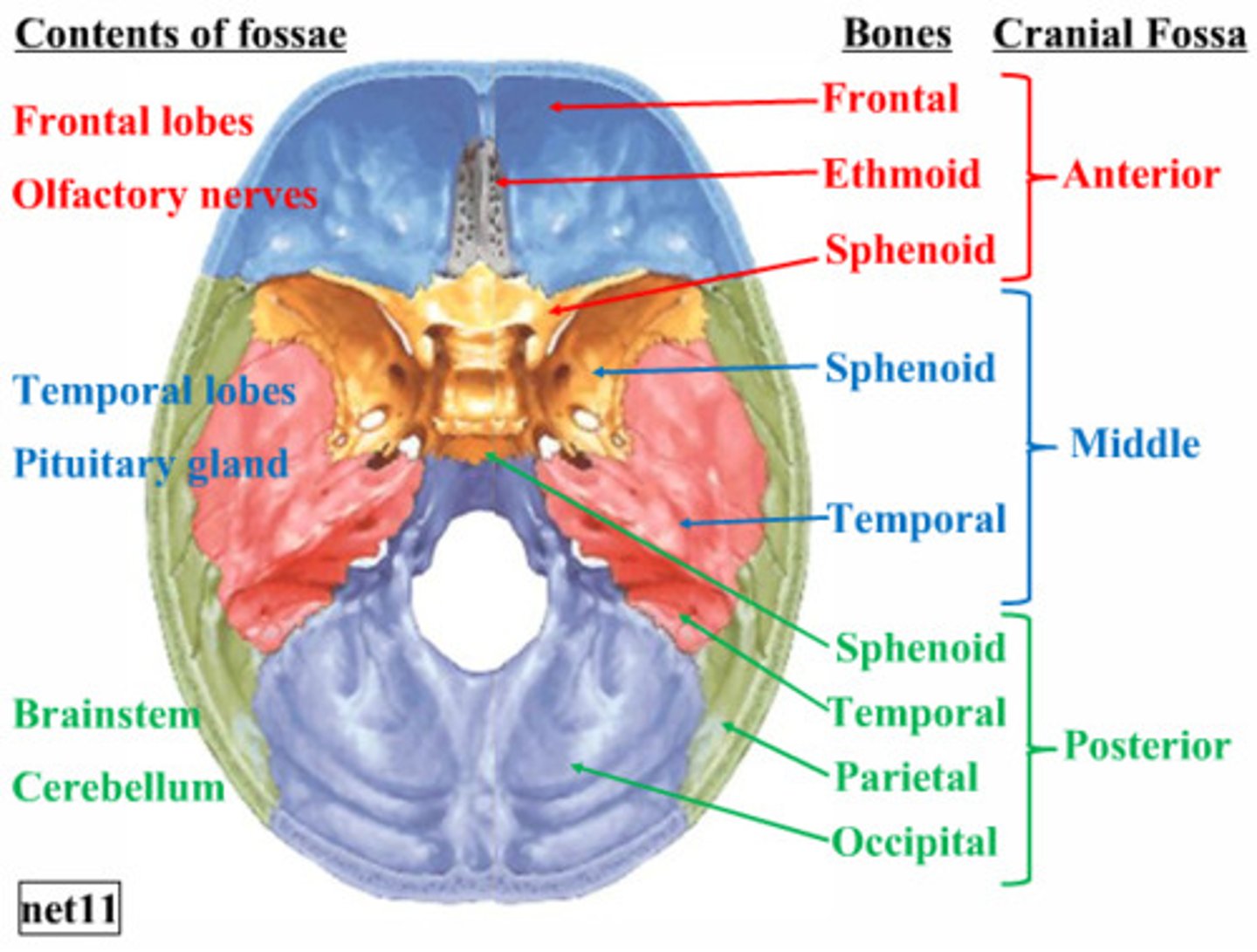 <p>Anterior cranial fossa - Frontal lobe of cerebellum<br><br>Middle cranial fossa - Temporal lobe of cerebellum<br><br>Posterior cranial fossa - cerebellum</p>