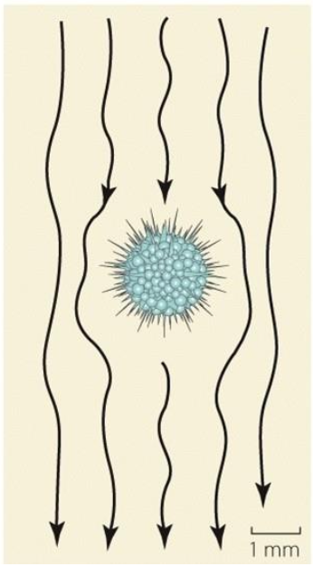 <p>Does this organism have a high or low Reynolds number? Why?</p>